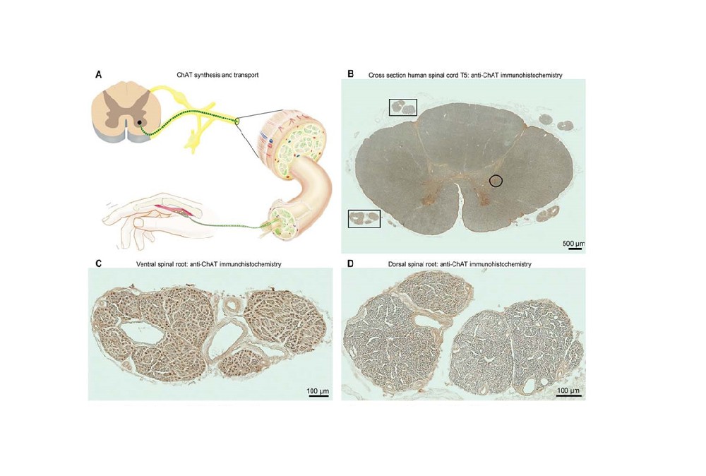 到底是什么神经支配着人体手臂运动？